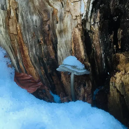 Il Roccolino
