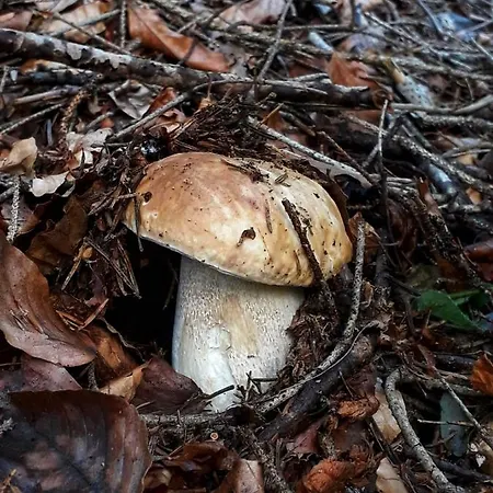 Il Roccolino * Valsecca