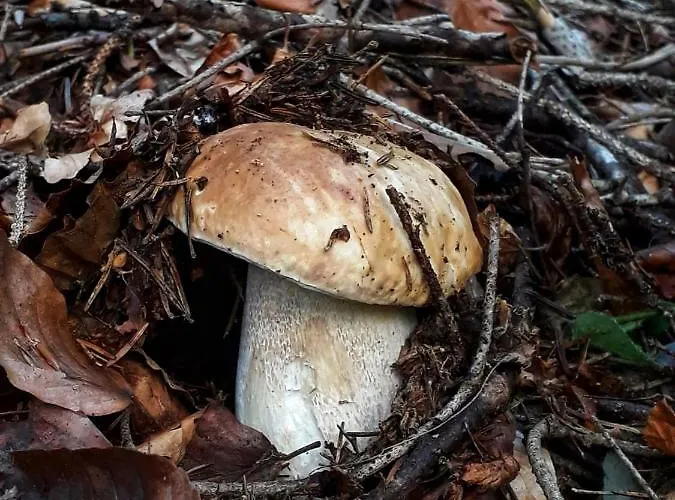 Il Roccolino * Valsecca