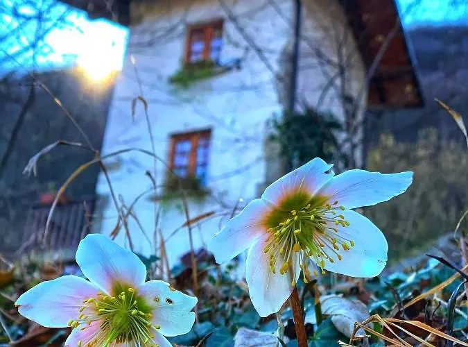 Il Roccolino Hytte *